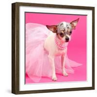 Tiny Elegant Chihuahua Dog-vitalytitov-Framed Photographic Print