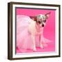 Tiny Elegant Chihuahua Dog-vitalytitov-Framed Photographic Print