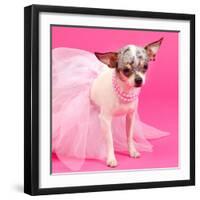 Tiny Elegant Chihuahua Dog-vitalytitov-Framed Photographic Print