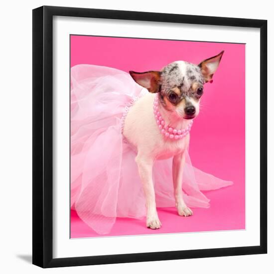 Tiny Elegant Chihuahua Dog-vitalytitov-Framed Photographic Print