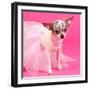 Tiny Elegant Chihuahua Dog-vitalytitov-Framed Photographic Print