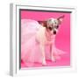 Tiny Elegant Chihuahua Dog-vitalytitov-Framed Photographic Print