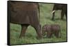 Tiny Elephant following Large Adult-DLILLC-Framed Stretched Canvas