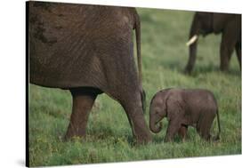 Tiny Elephant following Large Adult-DLILLC-Stretched Canvas