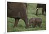 Tiny Elephant following Large Adult-DLILLC-Framed Photographic Print