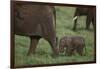 Tiny Elephant following Large Adult-DLILLC-Framed Photographic Print