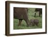 Tiny Elephant following Large Adult-DLILLC-Framed Photographic Print