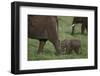 Tiny Elephant following Large Adult-DLILLC-Framed Photographic Print