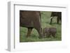 Tiny Elephant following Large Adult-DLILLC-Framed Photographic Print