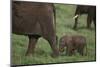 Tiny Elephant following Large Adult-DLILLC-Mounted Photographic Print