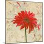 Tiny Flower Square I-Patricia Pinto-Mounted Art Print