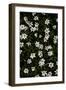 Tiny Flowers 2-Mareike Böhmer-Framed Giclee Print