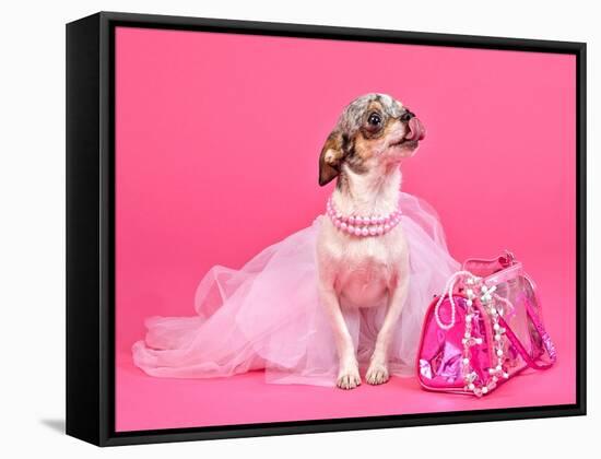 Tiny Glamour Dog With Pink Accessories Isolated-vitalytitov-Framed Stretched Canvas