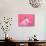 Tiny Glamour Dog With Pink Accessories Isolated-vitalytitov-Mounted Photographic Print displayed on a wall