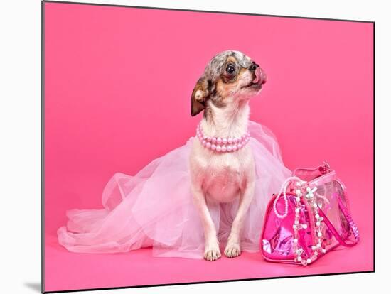 Tiny Glamour Dog With Pink Accessories Isolated-vitalytitov-Mounted Photographic Print