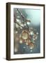 Tiny Glass Berries No 2-Treechild-Framed Giclee Print