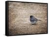 Tiny Junco in a Big World-Jai Johnson-Framed Stretched Canvas