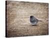 Tiny Junco in a Big World-Jai Johnson-Stretched Canvas