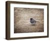 Tiny Junco in a Big World-Jai Johnson-Framed Giclee Print