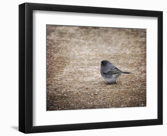 Tiny Junco in a Big World-Jai Johnson-Framed Giclee Print