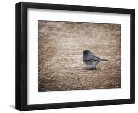 Tiny Junco in a Big World-Jai Johnson-Framed Giclee Print