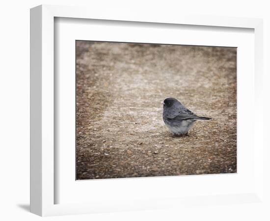 Tiny Junco in a Big World-Jai Johnson-Framed Giclee Print