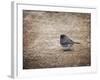 Tiny Junco in a Big World-Jai Johnson-Framed Giclee Print