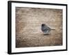 Tiny Junco in a Big World-Jai Johnson-Framed Giclee Print