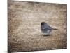 Tiny Junco in a Big World-Jai Johnson-Mounted Giclee Print