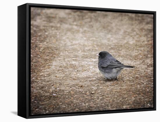 Tiny Junco in a Big World-Jai Johnson-Framed Stretched Canvas