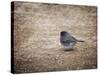 Tiny Junco in a Big World-Jai Johnson-Stretched Canvas