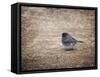 Tiny Junco in a Big World-Jai Johnson-Framed Stretched Canvas