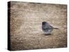 Tiny Junco in a Big World-Jai Johnson-Stretched Canvas