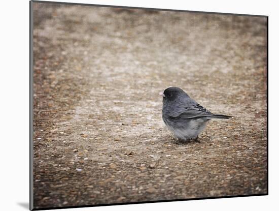 Tiny Junco in a Big World-Jai Johnson-Mounted Giclee Print