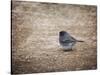 Tiny Junco in a Big World-Jai Johnson-Stretched Canvas