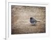 Tiny Junco in a Big World-Jai Johnson-Framed Giclee Print