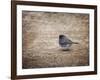 Tiny Junco in a Big World-Jai Johnson-Framed Giclee Print