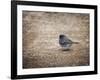 Tiny Junco in a Big World-Jai Johnson-Framed Giclee Print