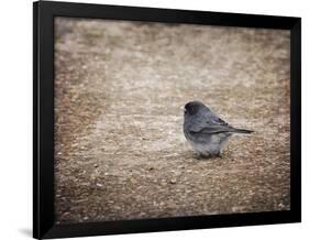 Tiny Junco in a Big World-Jai Johnson-Framed Giclee Print