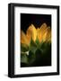 Tiny Part of a Sunflower-Philippe Sainte-Laudy-Framed Photographic Print