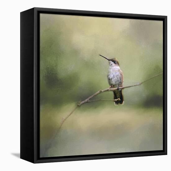 Tiny Visitor Hummingbird-Jai Johnson-Framed Stretched Canvas