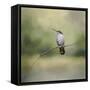 Tiny Visitor Hummingbird-Jai Johnson-Framed Stretched Canvas