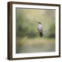 Tiny Visitor Hummingbird-Jai Johnson-Framed Giclee Print