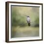 Tiny Visitor Hummingbird-Jai Johnson-Framed Giclee Print