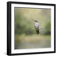 Tiny Visitor Hummingbird-Jai Johnson-Framed Giclee Print