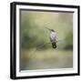 Tiny Visitor Hummingbird-Jai Johnson-Framed Giclee Print