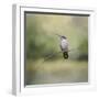 Tiny Visitor Hummingbird-Jai Johnson-Framed Giclee Print