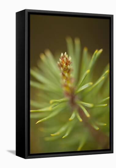 Tip of Branch of Scot's Pine Tree (Pinus Sylvestris) Beinn Eighe Nnr, Highlands, Nw Scotland, May-Mark Hamblin-Framed Stretched Canvas