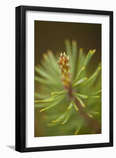 Tip of Branch of Scot's Pine Tree (Pinus Sylvestris) Beinn Eighe Nnr, Highlands, Nw Scotland, May-Mark Hamblin-Framed Photographic Print