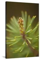 Tip of Branch of Scot's Pine Tree (Pinus Sylvestris) Beinn Eighe Nnr, Highlands, Nw Scotland, May-Mark Hamblin-Stretched Canvas